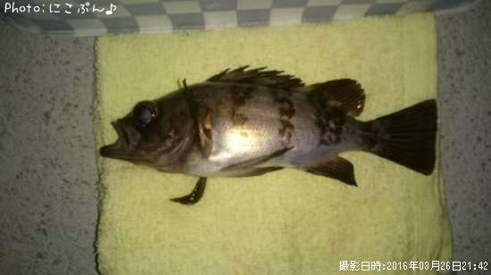 ���ӥ�Х�