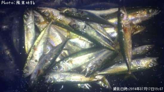 ���ӥ���