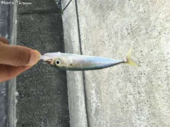 ���ӥ��Хܥ���ƨ��