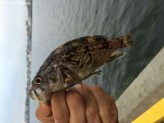 ���ӥ���