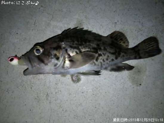 ���ӥ���