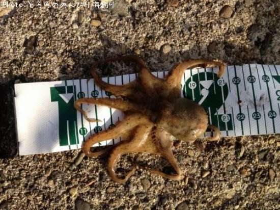 ���Ӥ���