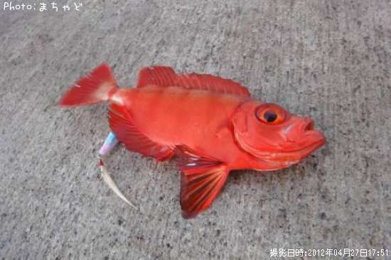 �����ᥭ��ȥ�