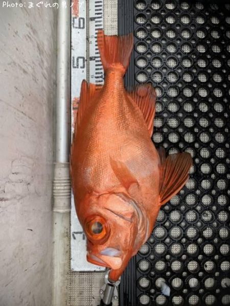 �����ᥭ��ȥ�