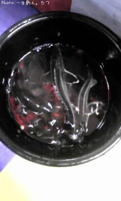 ���祦���ᡦ�ʥޥ�