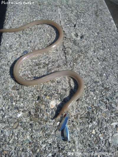 �����ʥ󥦥ߥإ�