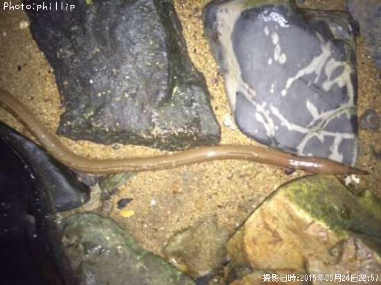 �����ʥ󥦥ߥإ�