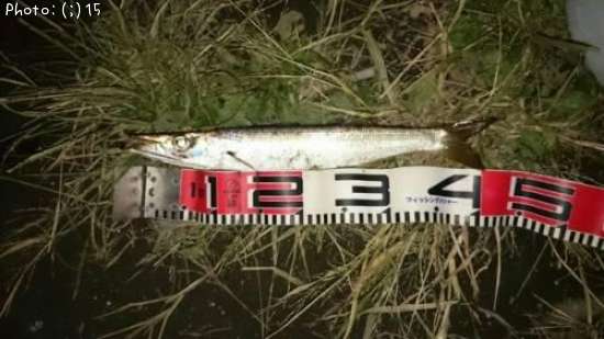 �ǥ����ޥ�