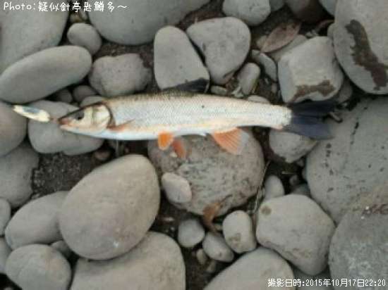 �ǥ�������