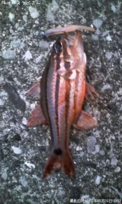 ���Ǥ��礥��á���