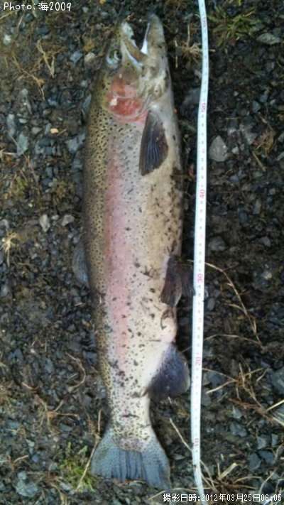 �ɥʥ�ɥ���