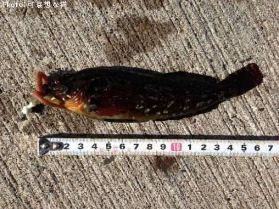 ���������ʥ�