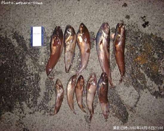 �������������ʥ�