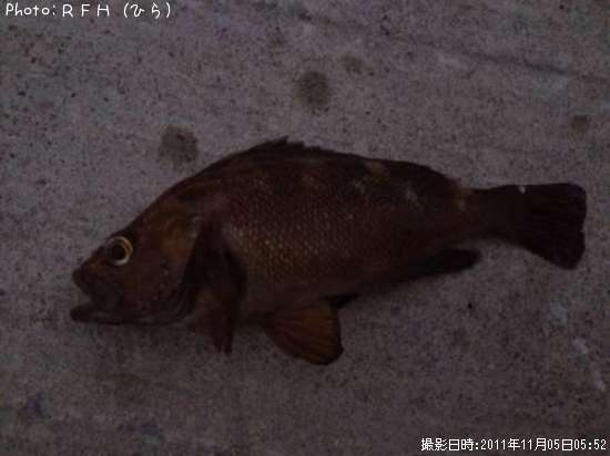 ������Х�