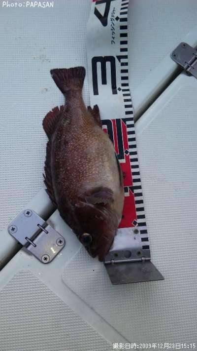 ������Х�