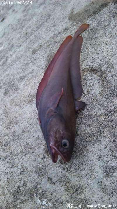 �������������ʥ�