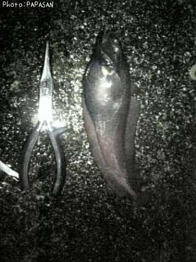 �������������ʥ�