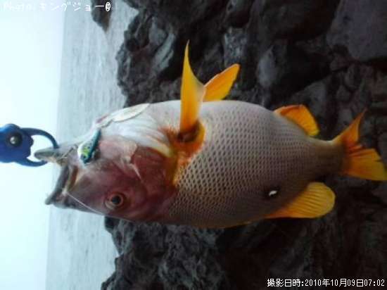 �ե��ե�����