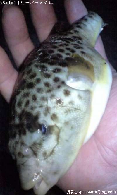 Ǧ���ե��Σ�����Ĺ�פ���