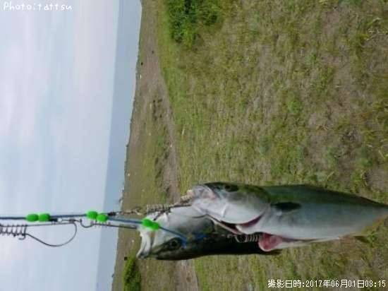 �դ��餲