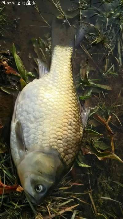 �ե�