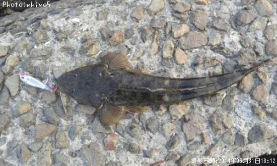 �ե�åȥե��å���