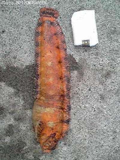 �ե������