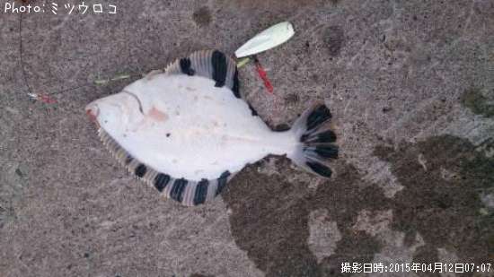 ��Ƭ���줤