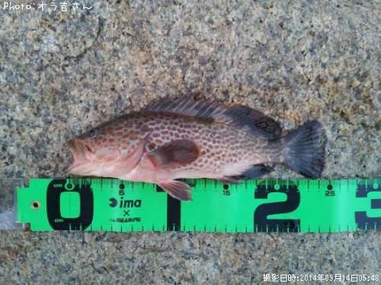 ������Ǥ�̵����