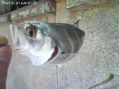 ���󥬥ᥢ��