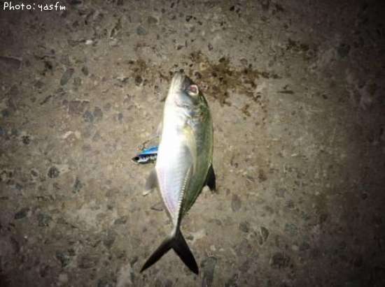 ���󥬥ᥢ��