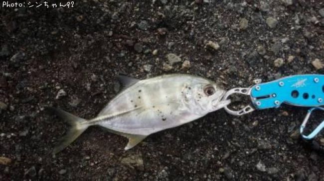 ���󥬥ᥢ��