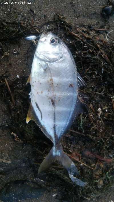 ���󥬥ᥢ��