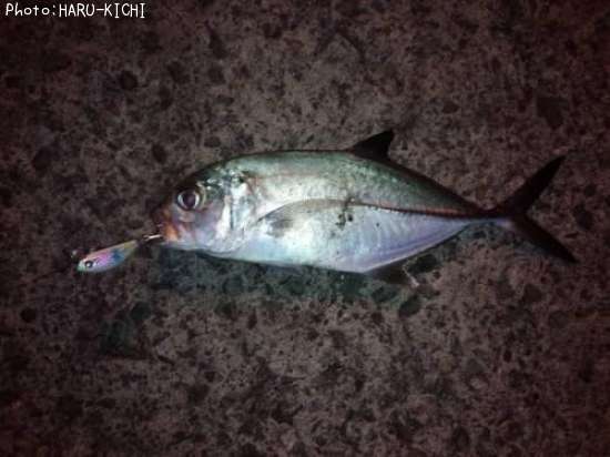 ���󥬥ᥢ��