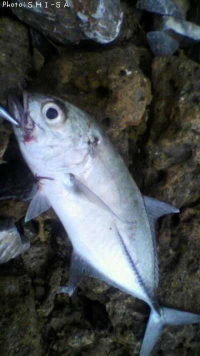 ���󥬥ᥢ��