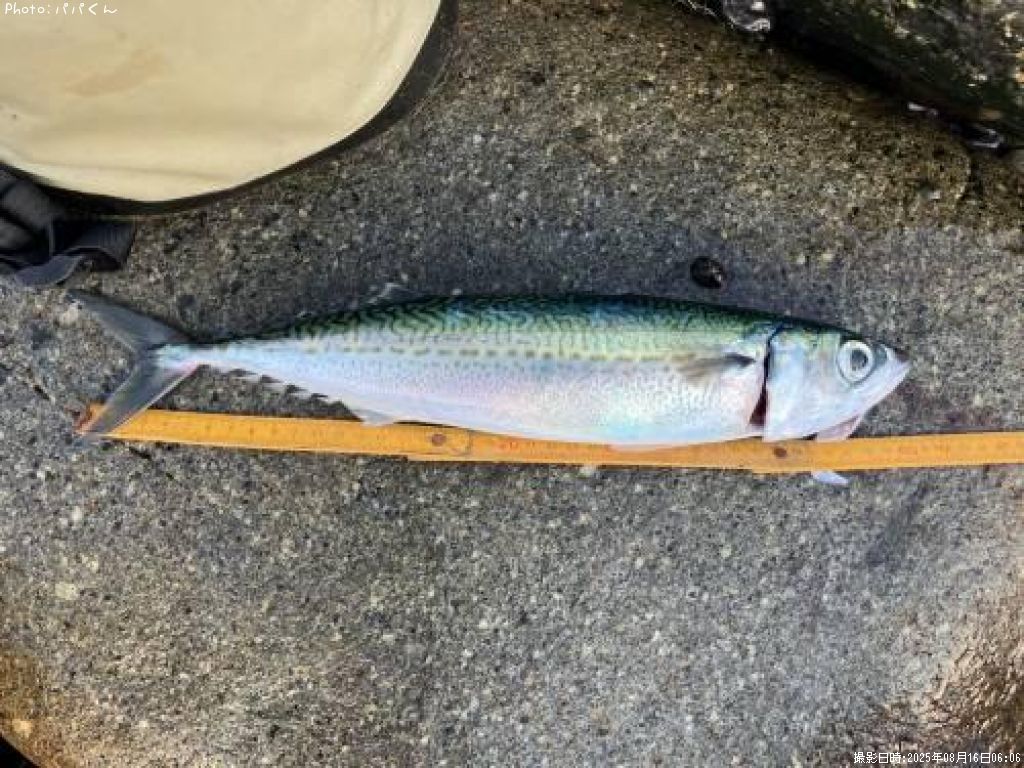 ���ޥ���