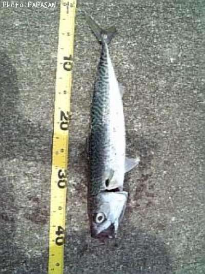 ���ޥ���