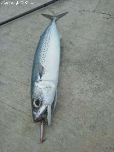 ���ޥ��ϡ�