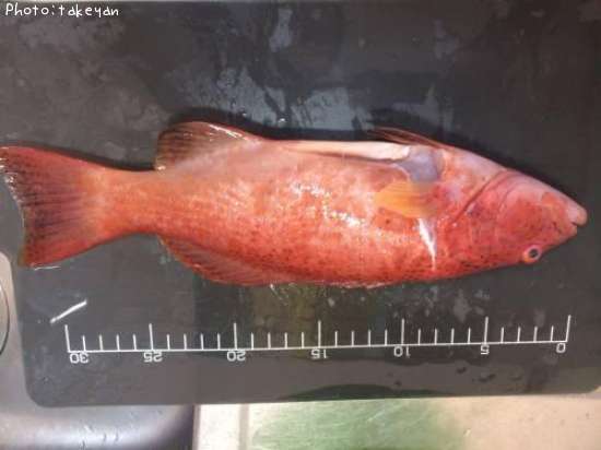 �ϡ�����