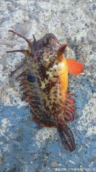 �ϥ�����