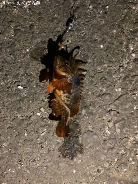 �ϥ�����