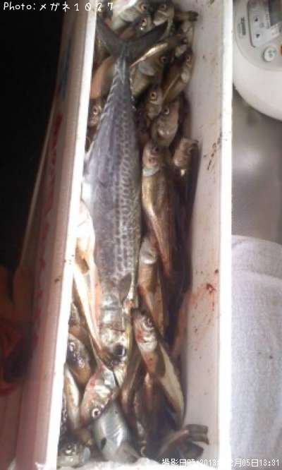 �ϥ��ϥ����������