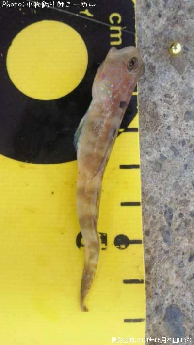 ���ϥ���