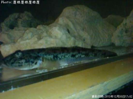 �ϥ������