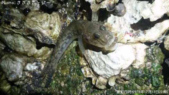 �ϥ�������