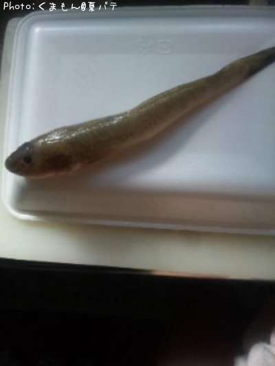 �ϥ�����