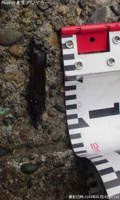 �ϥ��ݤ���