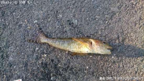 �ϥ��äݤ�����