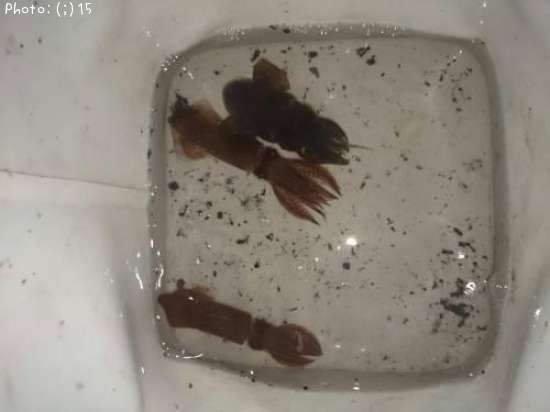 �ҥ������ߥߥ���