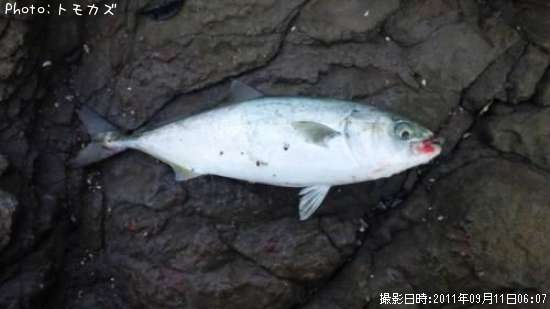 �ҥ饴